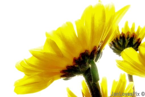yellow flowers with white background